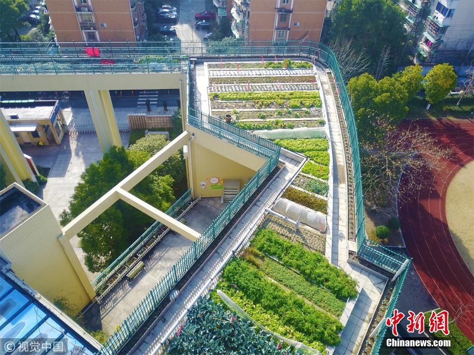 浙江杭州一小学教学楼屋顶变身生态农场