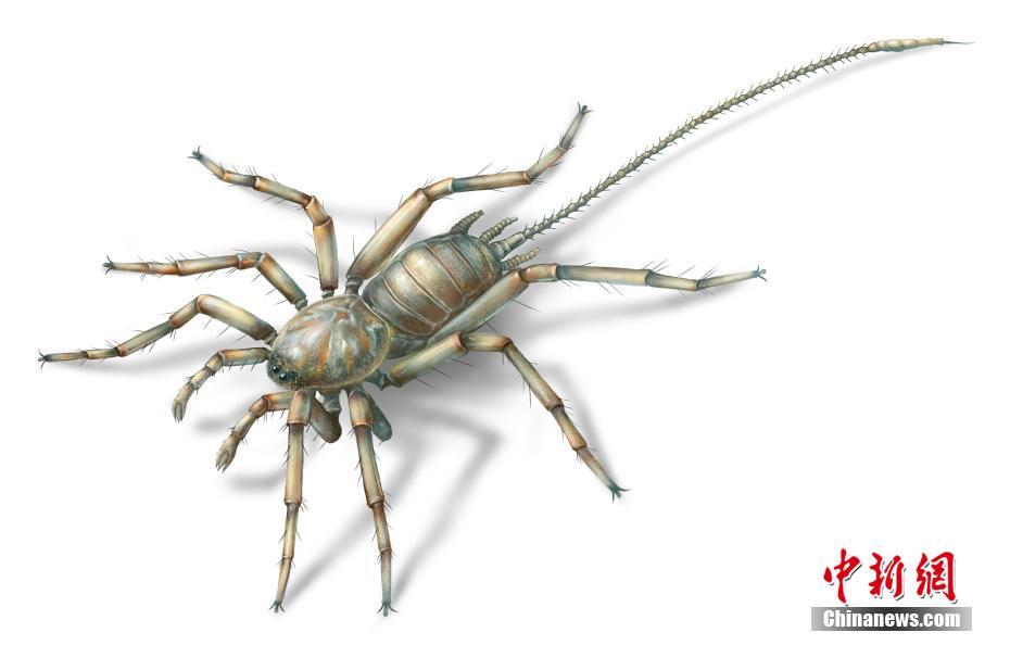 一亿年前琥珀中现神秘“长尾蜘蛛”