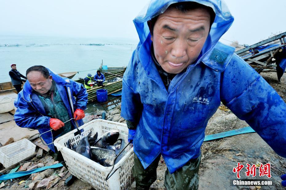 江西鄱阳渔民喜丰收 起鱼回家过大年