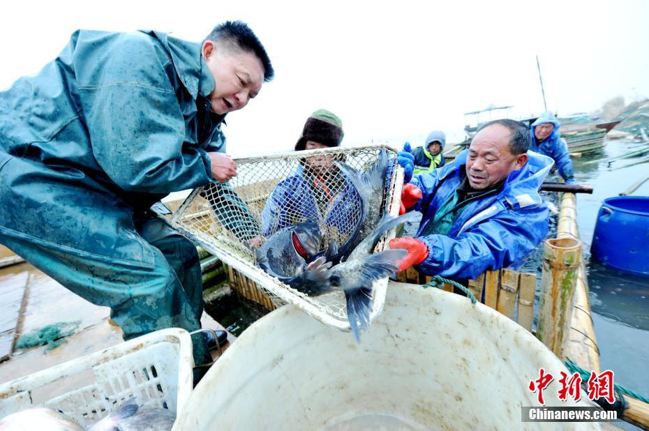 江西鄱阳渔民喜丰收 起鱼回家过大年