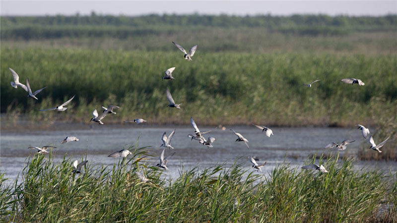 崇明东滩生态环境改善 夏季候鸟聚集