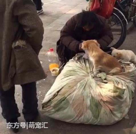 老人在沿街乞讨,狗狗在一边不离不弃,陪伴着老人