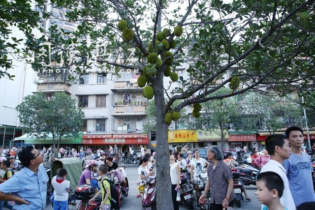 霞山有条“菠萝蜜街”