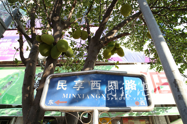 霞山有条“菠萝蜜街”